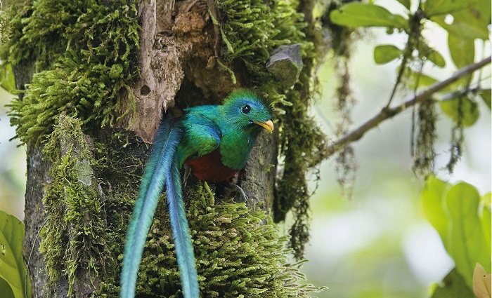 Một loài chim ở Costa Rica - Du lịch Costa Rica
