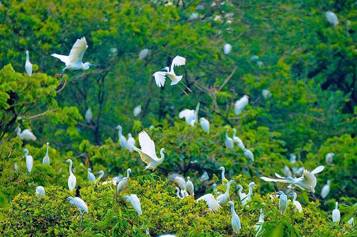 Check in Tan Long stork garden - Every flock of white storks