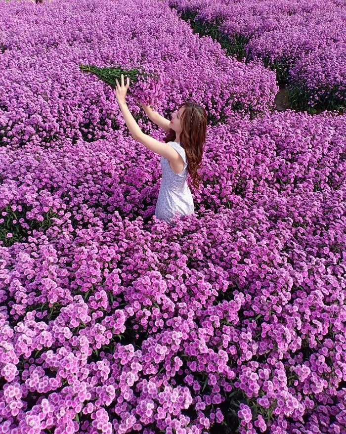  Vườn hoa thạch thảoVũng Tàu rực rỡ thu hút các bạn trẻ đến chụp ảnh