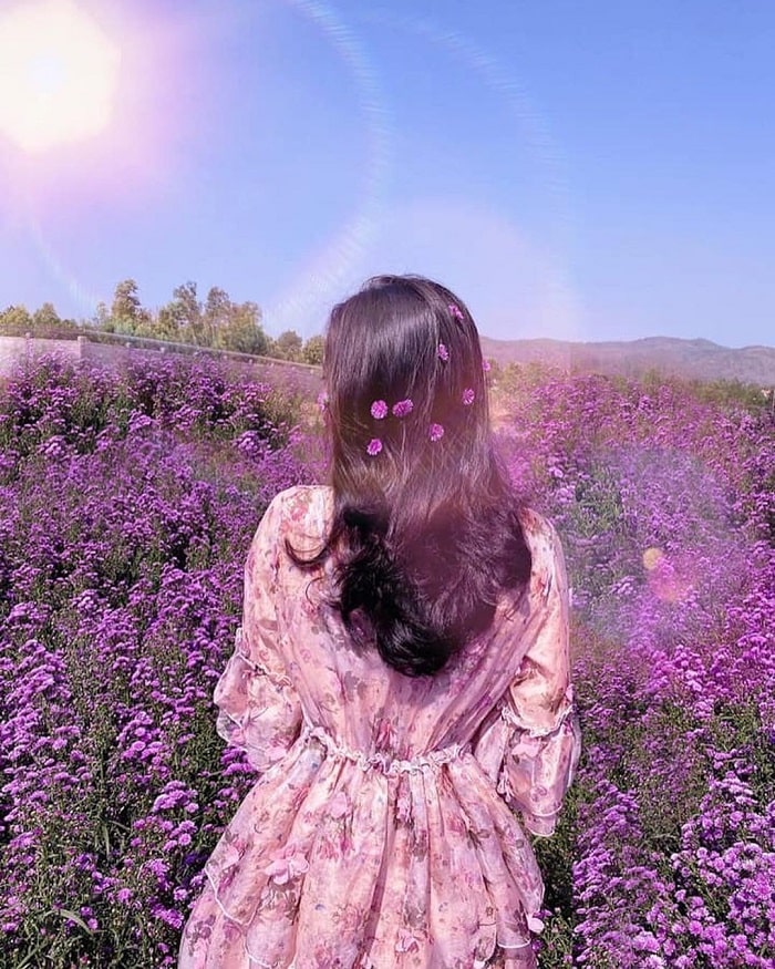 Capturing the brilliance of flowers under the shimmering sunlight at Vung Tau heather garden