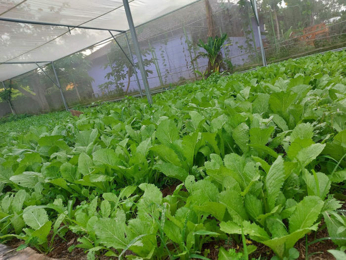 The cabbage garden at Greenfield Gardenfarm
