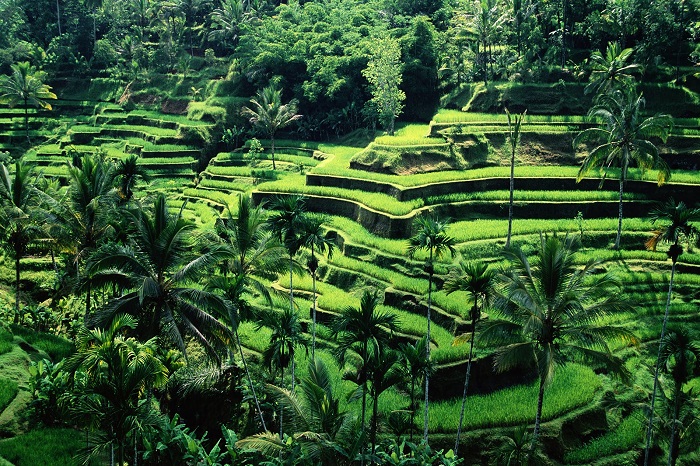 Ruộng bậc thang Banaue, Ifugao - địa điểm đẹp ở Đông Nam Á