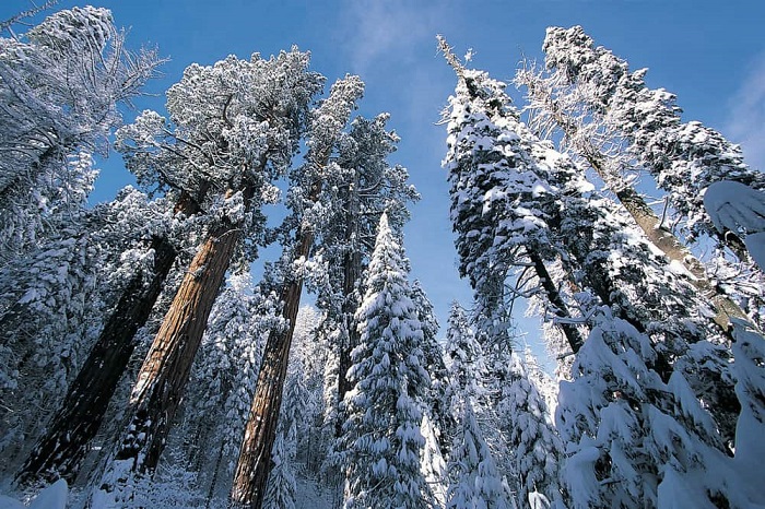 Vườn quốc gia Sequoia, California - Những điểm đến mùa đông ở Bắc Mỹ