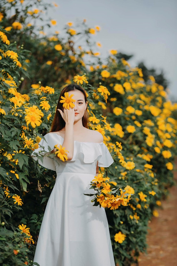-place to see wild sunflowers in Gia Lai virtual living Ham Rong