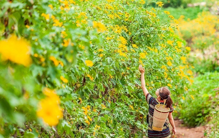 -the most beautiful place to see wild sunflowers in Gia Lai, Mangyang Pass