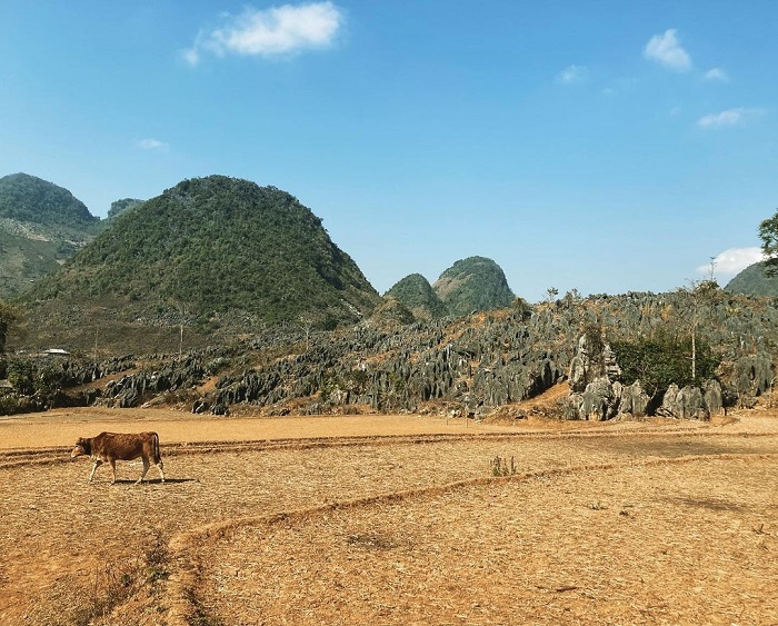 Explore the beautiful scenery of Tua Chua rocky plateau