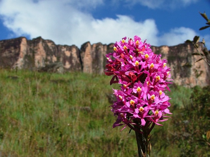 Loài thực vật chỉ có ở trên đỉnh Núi Roraima