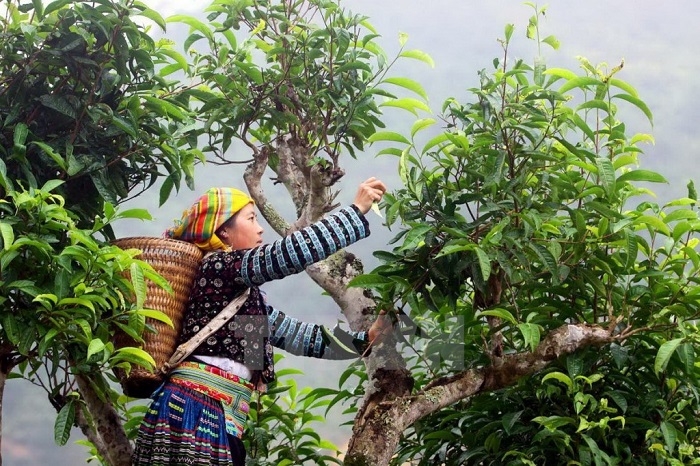 Hoa Binh travel experience - Shan Tuyet tea