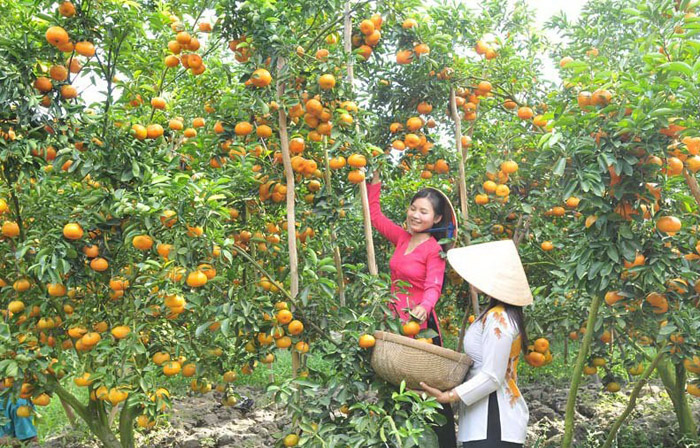 Vườn trái cây Quê Ta là một trong những vườn trái cây ở Bên Tre cực kỳ đáng để trải nghiệm 