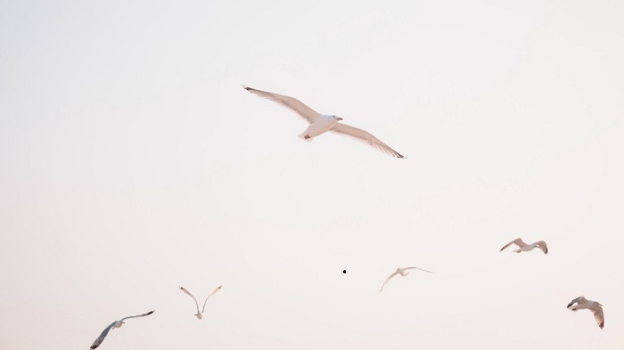 Những con chim biển bay lượn trên đầu Cầu Bảy Dặm ở Florida