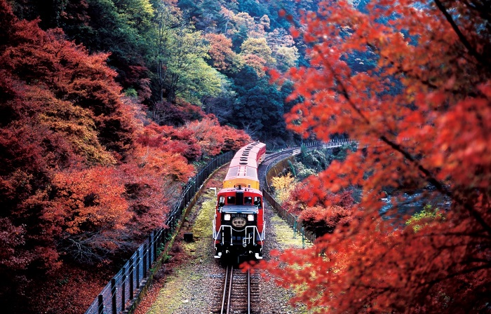 Chuyến tàu lãng mạn Sagano là điểm ngắm lá mùa thu đẹp ở Nhật Bản
