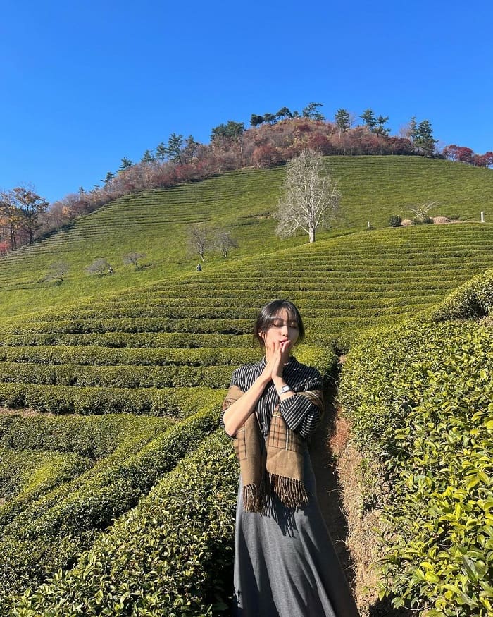 Leo lên đỉnh để ngắm cảnh ở cánh đồng trà xanh Boseong Hàn Quốc