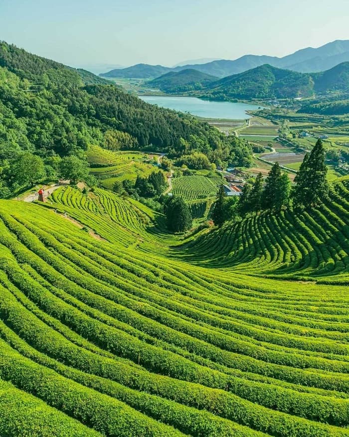 Cánh đồng trà xanh Boseong Hàn Quốc 