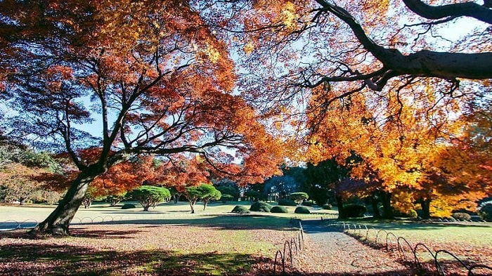 Vườn quốc gia Shinjuku Gyoen là điểm ngắm lá mùa thu đẹp ở Nhật Bản