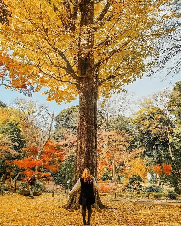 Điểm ngắm lá mùa thu đẹp ở Nhật Bản