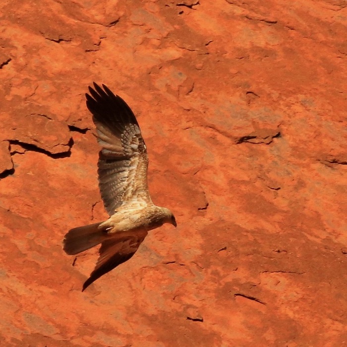 Ngắm chim là điều cần làm ở công viên quốc gia Uluru-Kata Tjuta