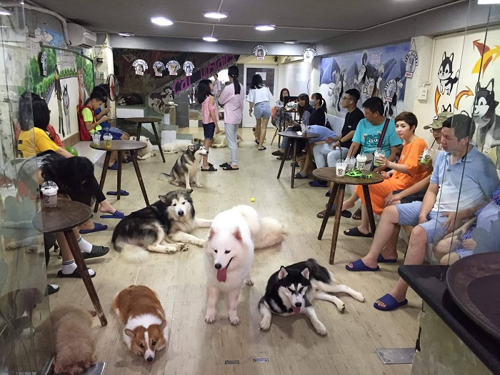 Pet cafe in Saigon - Pet cafe in Saigon - Pet Ideal