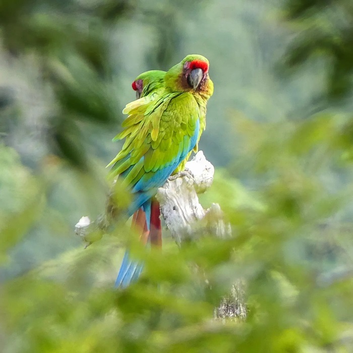 Quan sát chim là hoạt động ở vườn Quốc gia Amboro