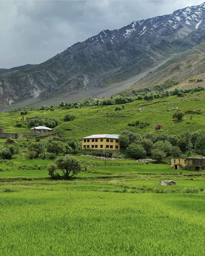 Những cánh đồng trồng trọt ở thung lũng Suru bổ sung thêm cây xanh rất cần thiết cho địa hình gồ ghề của Ladakh.