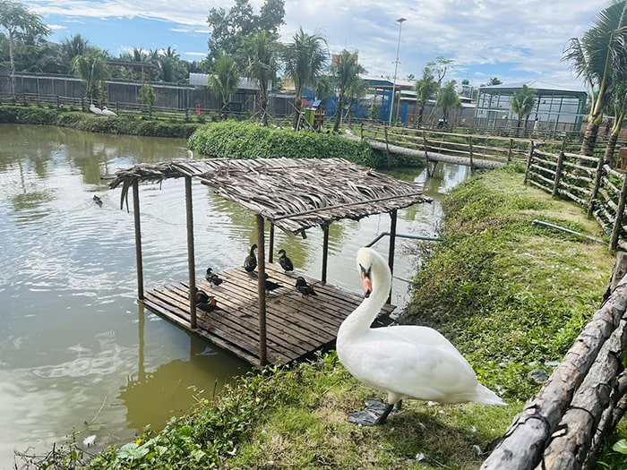 công viên nước TTC Mekong Aqua Park Bến Tre - Tha hồ ngắm các loài động vật