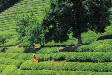 Đến cánh đồng trà xanh Boseong Hàn Quốc tận hưởng không khí trong lành