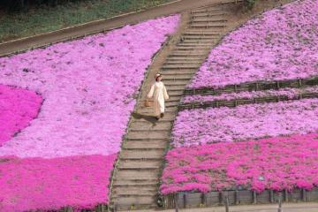 Chiêm ngưỡng 'biển' hoa chi anh hồng rực ở công viên Hitsujiyama Nhật Bản