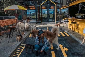 10 quán cafe thú cưng ở Sài Gòn được giới trẻ check-in rầm rộ hiện nay