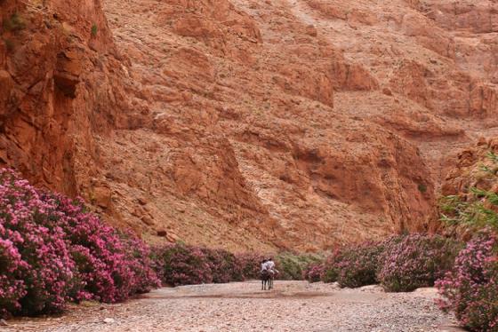 'Ngập ngụa' trong muôn sắc hoa tại thung lũng hoa hồng Maroc