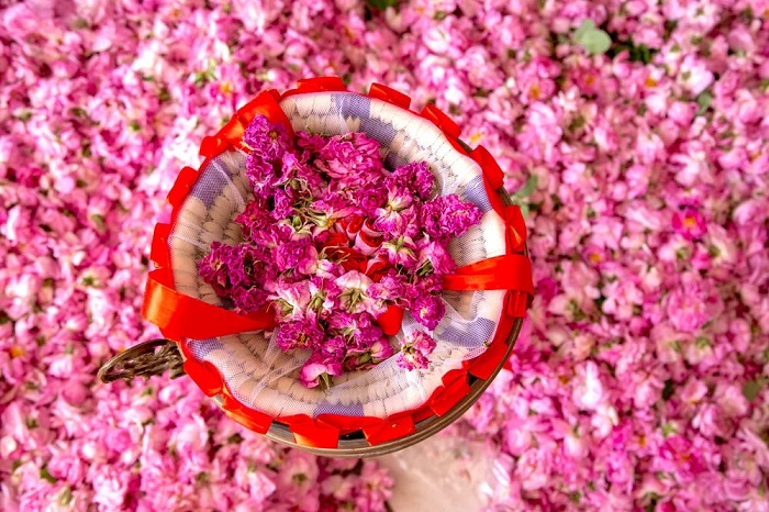 Thu hoạch hoa hồng ở thung lũng hoa hồng Maroc
