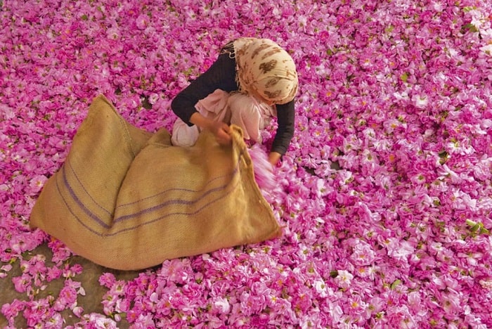 Khám phá thung lũng hoa hồng Maroc