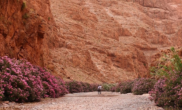 Thung lũng hoa hồng Maroc