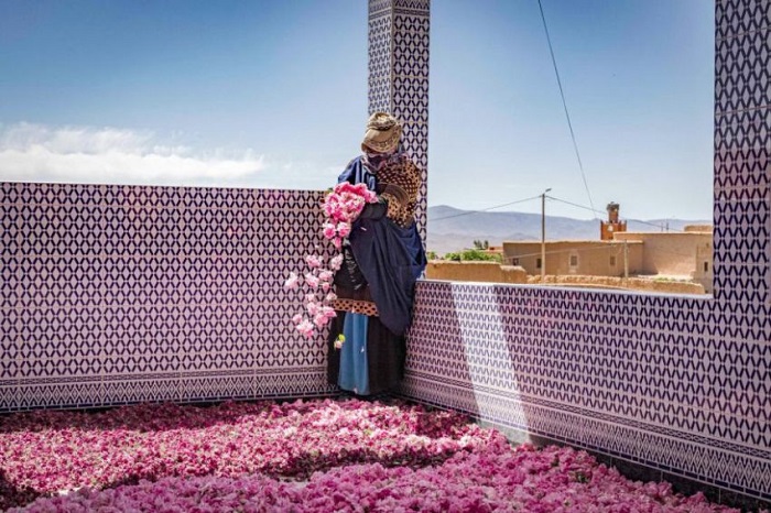 Khám phá thung lũng hoa hồng Maroc