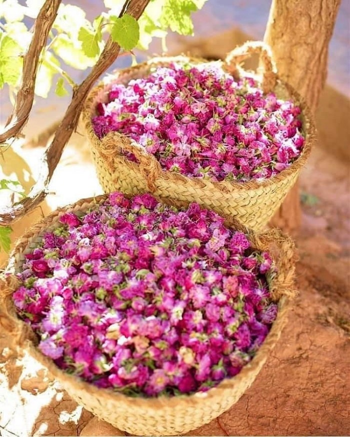 Thu hoạch hoa hồng ở thung lũng hoa hồng Maroc