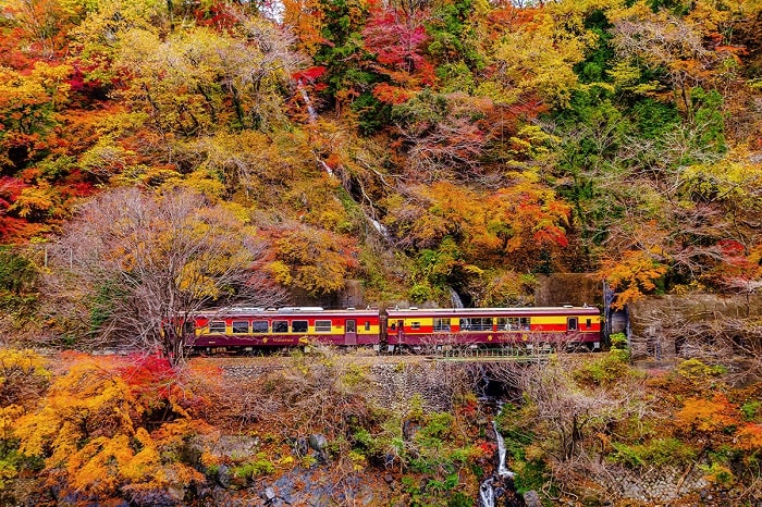 Đường sắt Watarase Keikoku là điểm ngắm lá mùa thu đẹp ở Nhật Bản