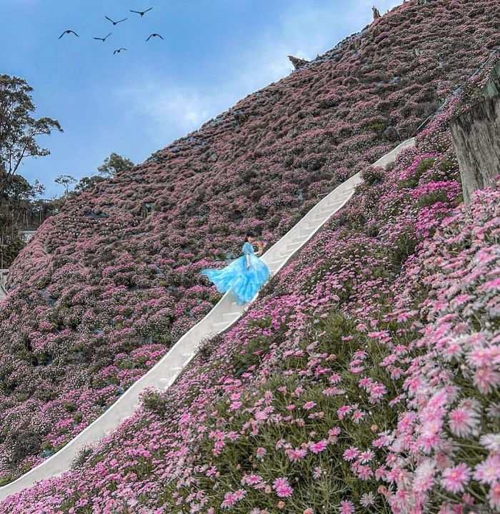 Cameron Flora Park là vườn hoa đẹp ở châu Á mà bạn nên khám phá