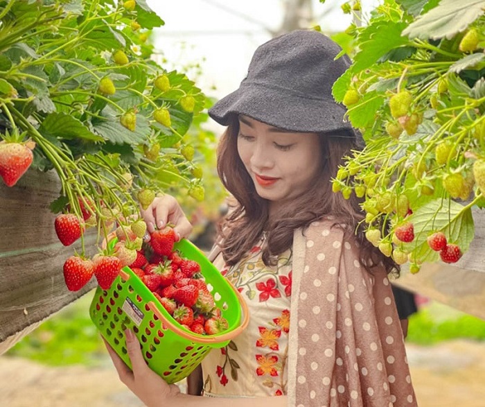 Vườn dâu tây – đồi Kim Hoa Trà là vườn dâu đẹp ở Sapa được du khách yêu thích