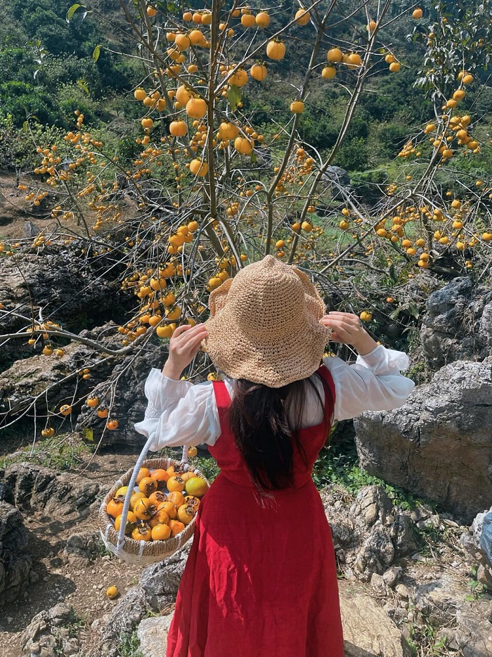 Vườn hồng Thanh Bình là địa điểm chụp mùa hồng chín Mộc Châu thu hút du khách