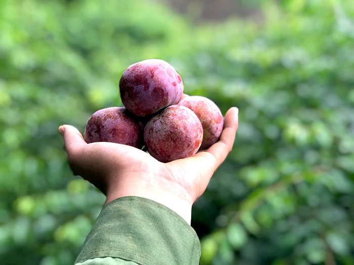 Vườn hồng Thanh Bình là địa điểm chụp mùa hồng chín Mộc Châu mùa nào cũng đẹp