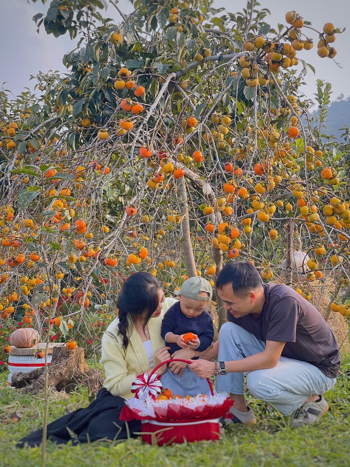Vườn hồng Hồng Thắm là địa điểm chụp mùa hồng chín Mộc Châu mà bạn nên dừng chân