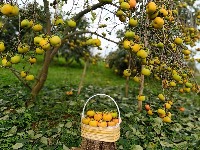 Vườn hồng Hồng Thắm là địa điểm chụp mùa hồng chín Mộc Châu góc nào cũng xịn
