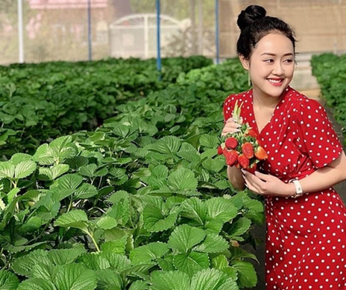 Vườn dâu tây Nghĩa Dung là vườn dâu đẹp ở Sapa được du khách yêu thích