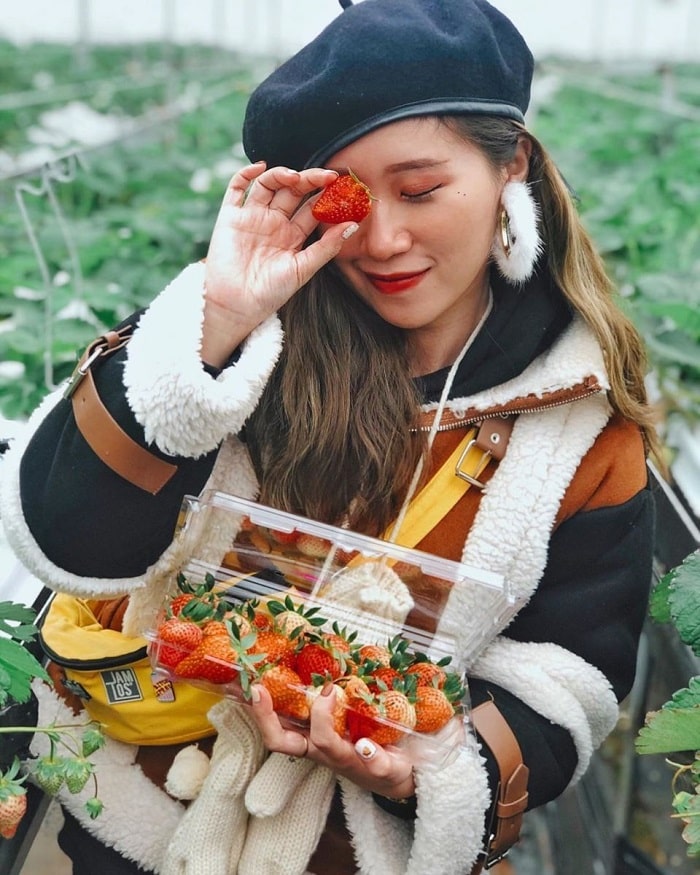 Vườn dâu Tả Phìn là vườn dâu đẹp ở Sapa được du khách yêu thích