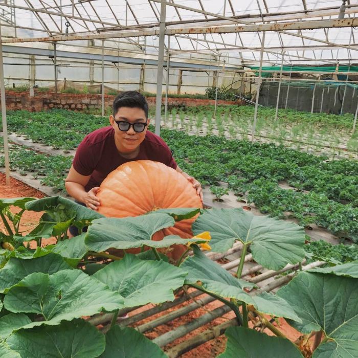 giờ mở cửa vườn bí ngô khổng lồ Đà Lạt 