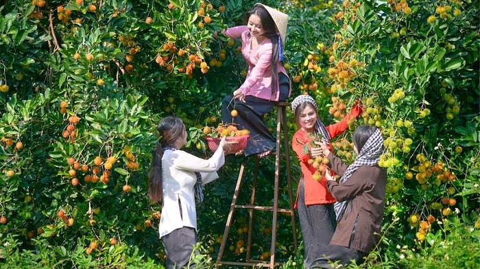 Vườn trái cây Tám Lộc là vườn trái cây ở Vĩnh Long mà bạn nên biết