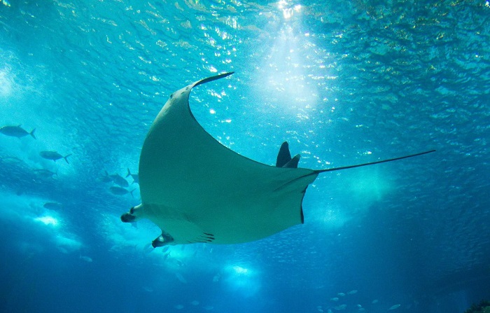 Dubai Aquarium & Underwater Zoo tham quan