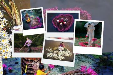 Du lịch mùa hoa súng ở miền Tây chiêm ngưỡng 'vũ điệu' hoa tuyệt sắc