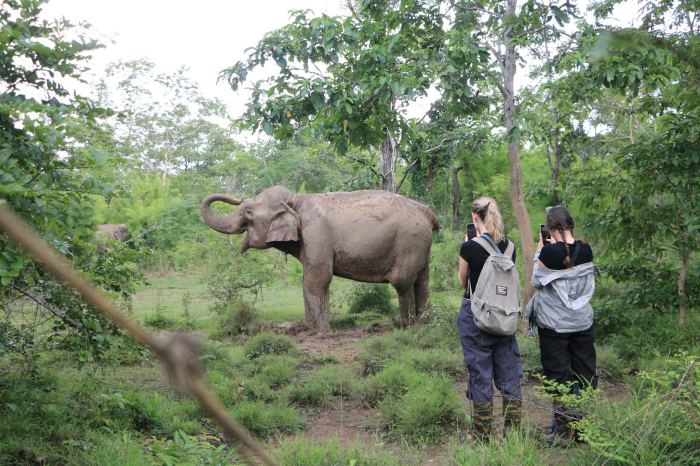 Du lịch với voi ở Đắk Lắk