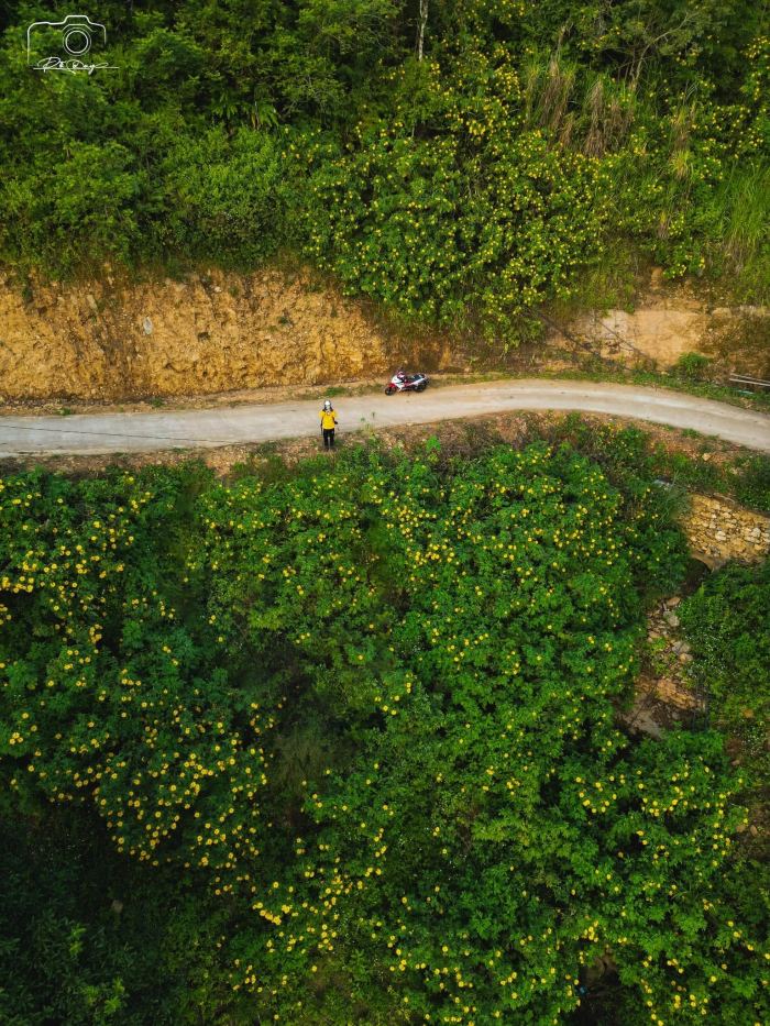 Cập nhật mùa hoa dã quỳ 2026