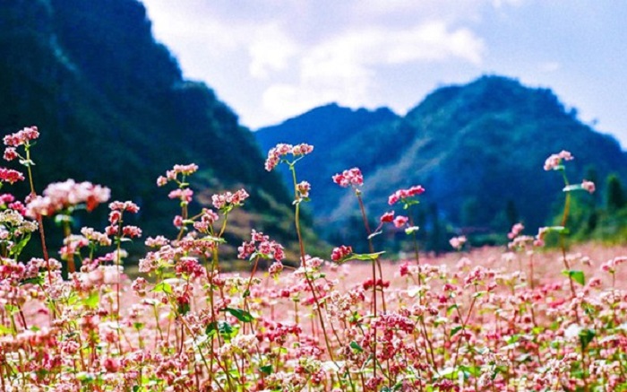 Lạc vào giữa rừng hoa tam giác mạch Lạng Sơn đẹp ngất ngây!