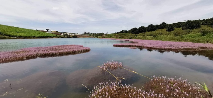 Bao Loc pink algae lake - paradise in the wild